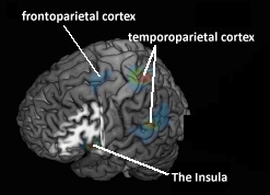 three_cortical_regions